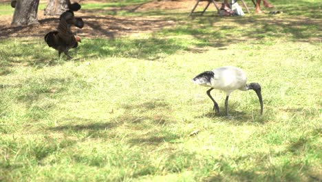 following ibis bird as they peck at the ground in nature reserve