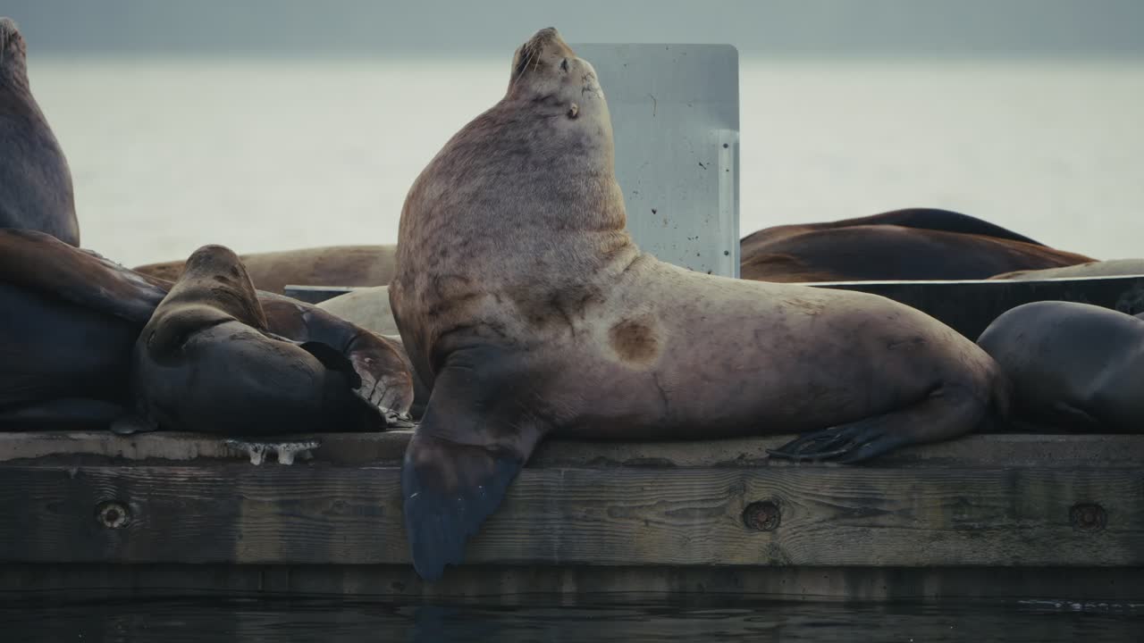 Sea lions resting on a dock in Cowichan Bay, calm and serene scene