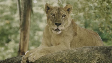 female adult lion lying on rock observing prey