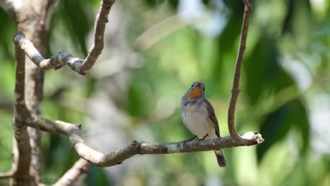 charmming flycatcher looking up and around for something to eat while perched under the shade of the tree during a hot day, red-throated flycatcher ficedula albicilla, thailand