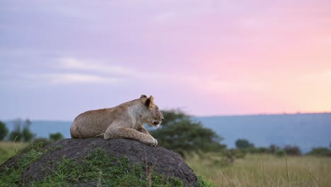 león en áfrica, leona bajo hermoso rosa y púrpura dramático atardecer cielo y nubes, sentado en el montículo de termitas al amanecer solo, safari africano vida silvestre en masai mara, kenia