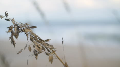 Hohes-Strandgras-Schwankt,-Während-Im-Hintergrund-Meereswellen-Krachen