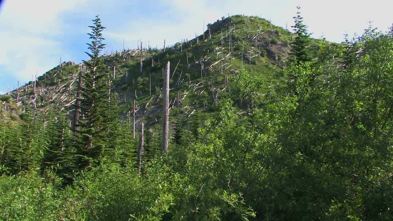 벌거벗은 상록수는 산 세인트 헬렌스 국립공원의 삼림 벌채 후 산비탈에 남아 있습니다.