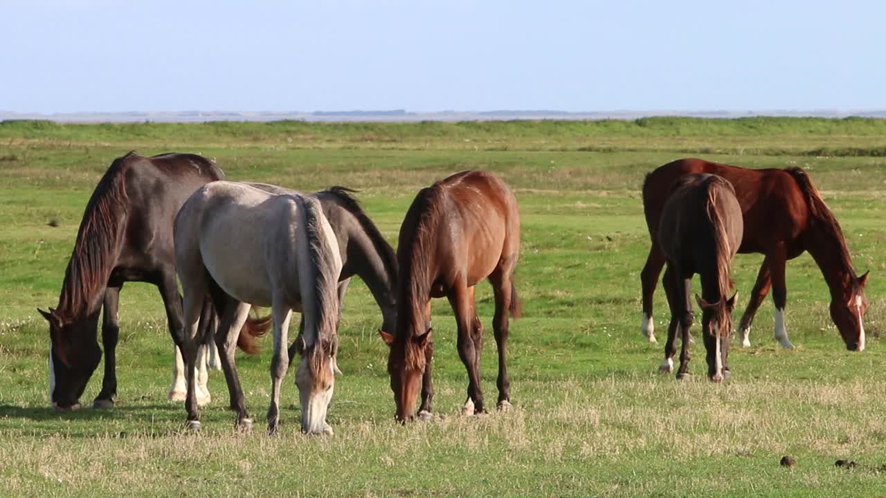 pequeña manada de caballos pastando en praderas junto al mar de wadden