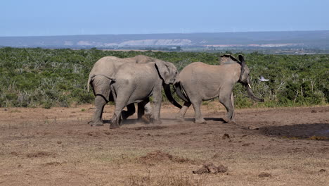 African-elephant---juveniles-bullying-another