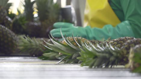 Close-up-of-pineapple-passing-by-in-a-conveyor-belt-are-selected-by-hands-with-gloves