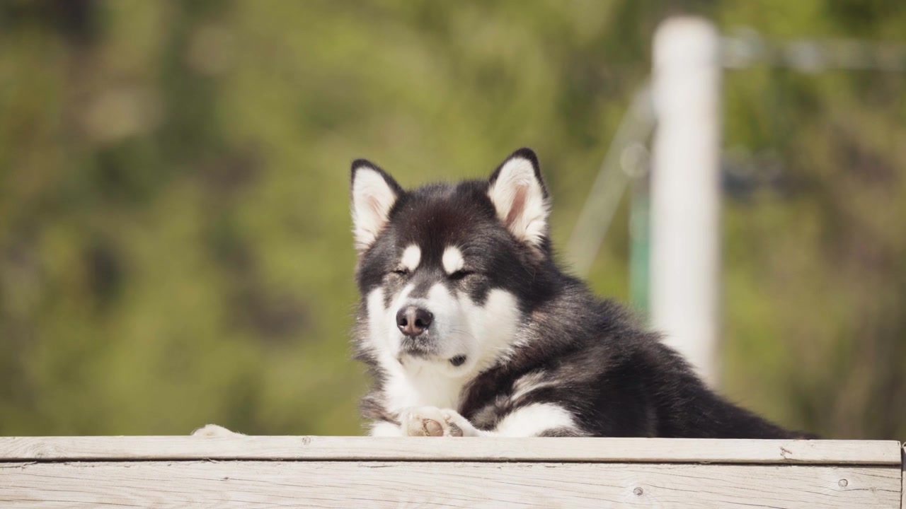 木の板張りの遊歩道で眠るアラスカン・マラミュート犬。 - クローズアップ