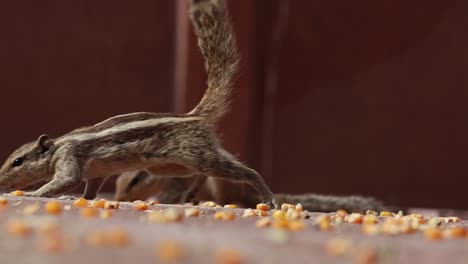 Indian-palm-squirrel-or-three-striped-palm-squirrel-(Funambulus-palmarum)-is-a-species-of-rodent-in-the-family-Sciuridae-found-naturally-in-India-(south-of-the-Vindhyas)-and-Sri-Lanka.