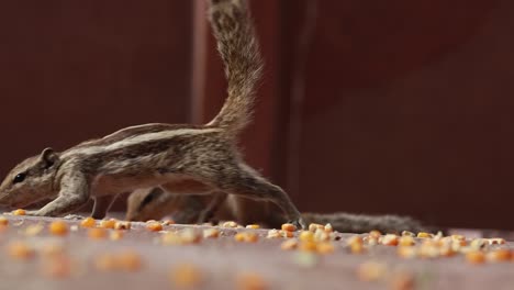 la ardilla de palma india o la ardilla de palma de tres rayas (funambulus palmarum) es una especie de roedor de la familia sciuridae que se encuentra naturalmente en la india (sur de las vindhyas) y sri lanka.