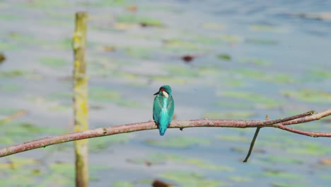 primer plano medio de la vista trasera de un pescador encaramado en una rama sobre un estanque idílico en friesland, países bajos