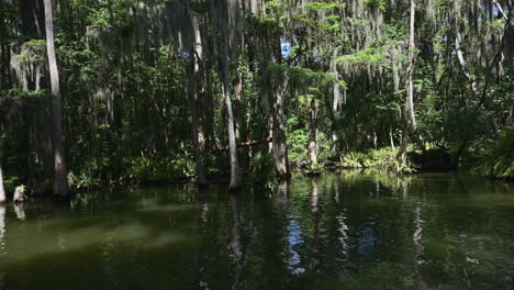 Vista-Lateral-De-Un-Tranquilo-Viaje-En-Bote-A-Través-De-Un-Bosque-De-Cipreses-Con-Musgo-Español-Colgando,-Canal-Dora,-Florida