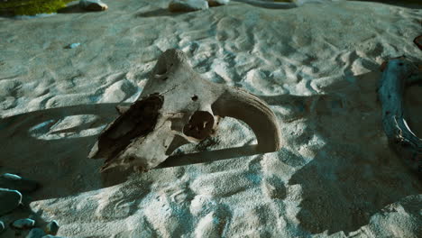 close up of an animal skull lying in the sand