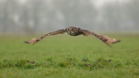 eagle owl in flight over a meadow