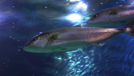 pequeños peces únicos nadando en el acuario marino desde el mar cuando la luz viene del sol