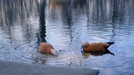 Par-De-Ruddy-Shelduck-Bebiendo-En-Un-Lago-Tranquilo