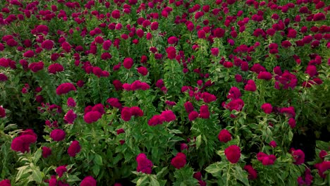 Aerial-pus-in-footage-of-a-terciopelo-flower-or-velvet-flower-crop