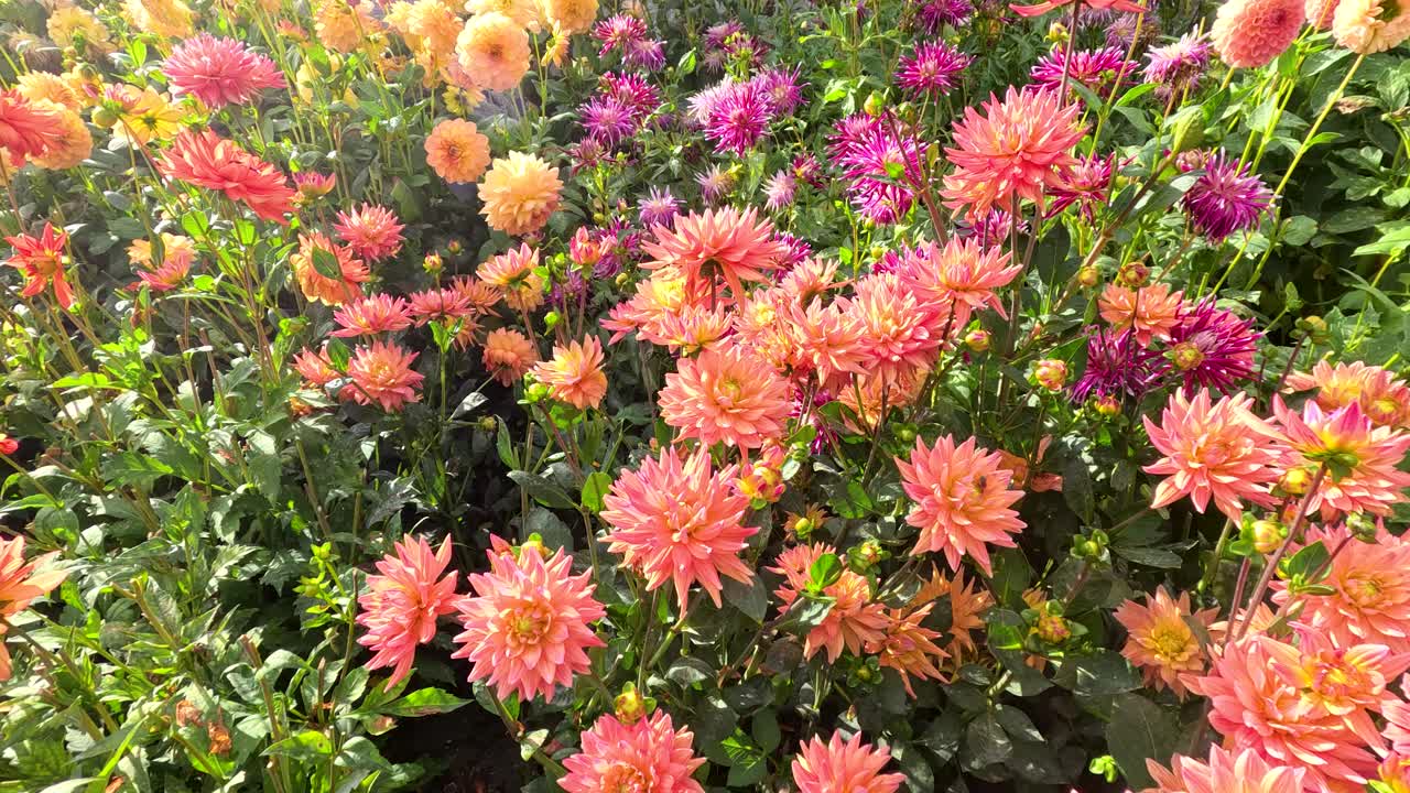 Vibrant orange, pink, and purple dahlias blooming in a sunlit garden, Lisse, Netherlands