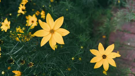 yellow cosmos flowers in garden