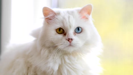 domestic cat with complete heterochromia. white cat with different colored eyes is sitting by the window.