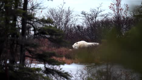 A-sleeping-polar-bear-waits-for-the-winter-freeze-up-amongst-the-sub-arctic-brush-and-trees-of-Churchill,-Manitoba