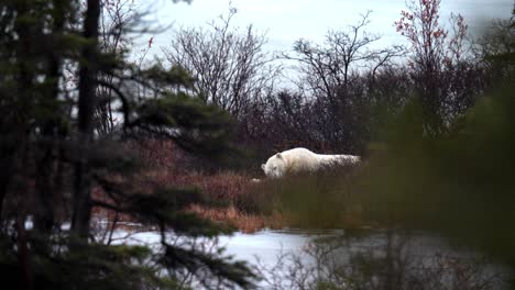 un oso polar dormido espera que el invierno se congele entre los matorrales y árboles subárticos de churchill, manitoba.
