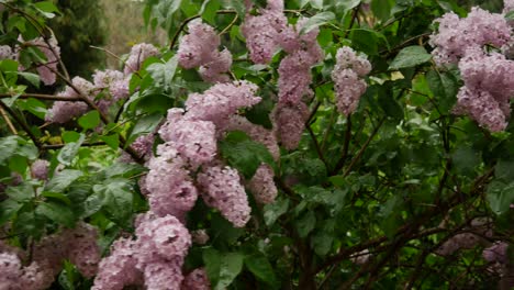 Eine-Lilo-Pflanze-Im-Vordergrund-In-Einem-Garten