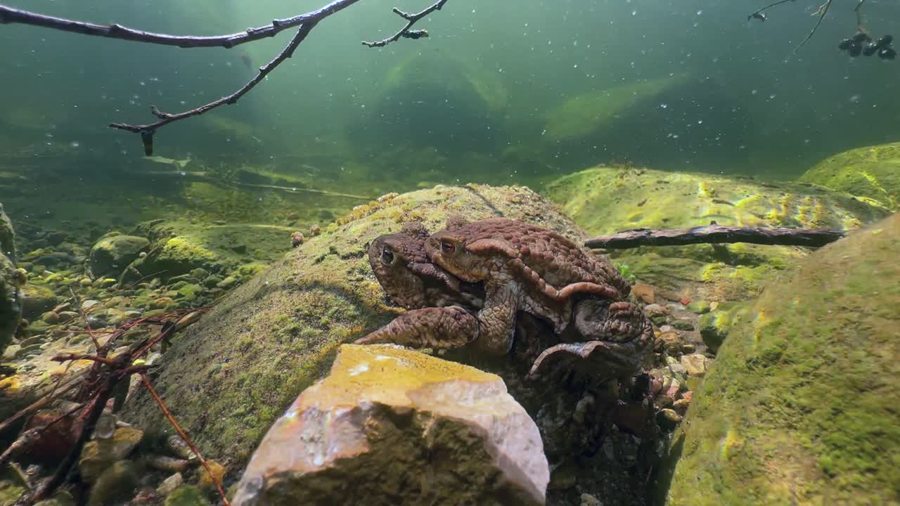 Underwater shot of a male Common toad (Bufo bufo) on a female in amplexus in a shallow river. Estonia.