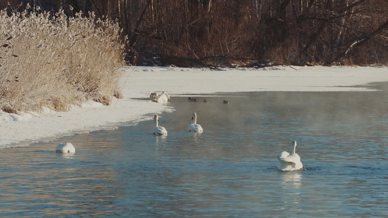 Swans on a Frozen River in Winter