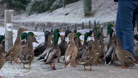 mallard ducks standing close to people waiting for them to feed them on a cold winter day