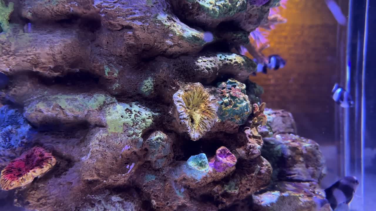 explore un pequeño acuario vibrante con peces de colores y una intrigante decoración de formaciones rocosas de colores vívidos, creando una encantadora exhibición submarina.