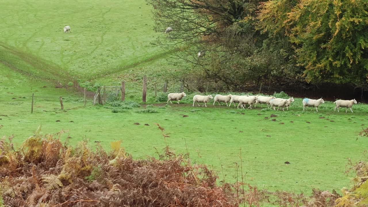 A small flock of sheep moving through a gate between their grazing fields. Autumn. Staffordshire. UK