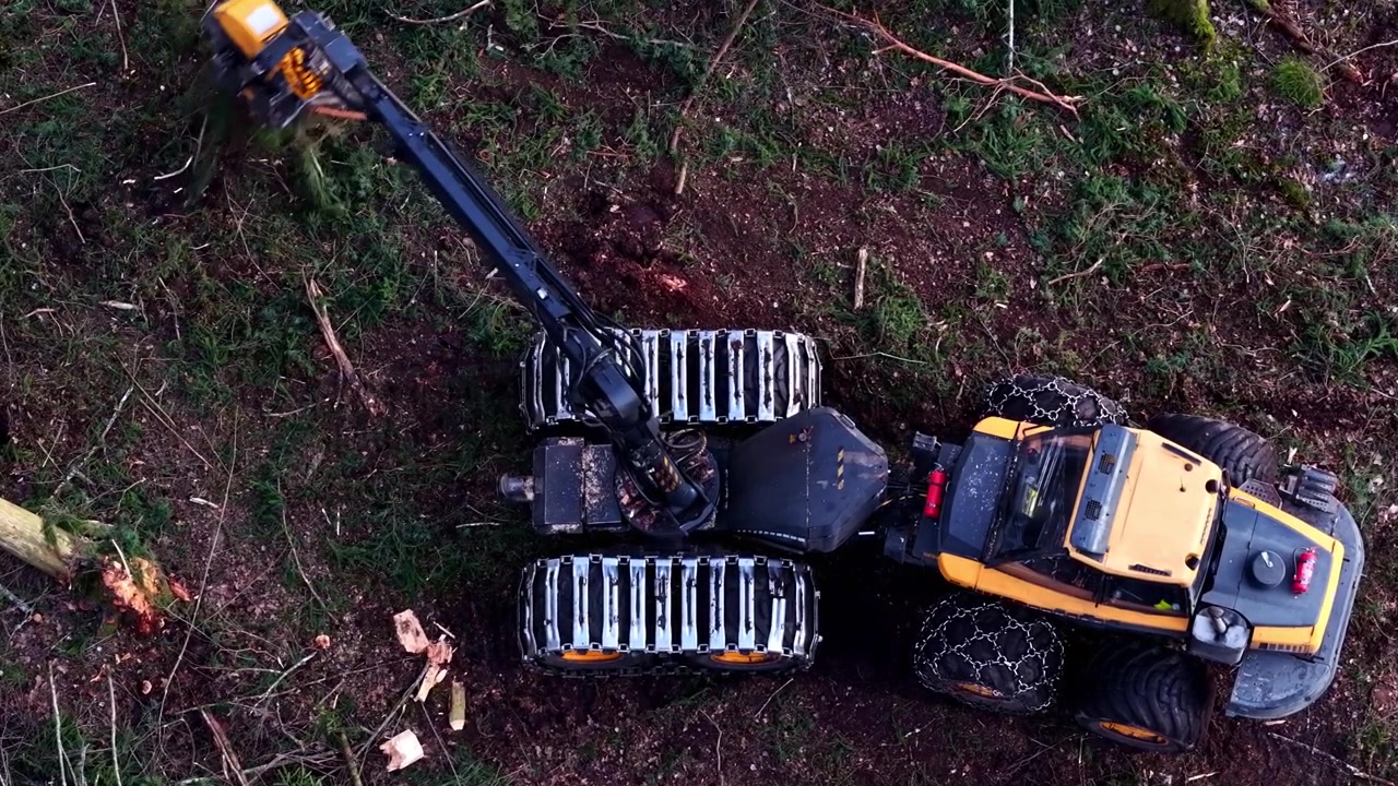 Industrielle Erntemaschine (Harvester), die einen Baumstamm in einem Wirtschaftswald verarbeitet und entastet
