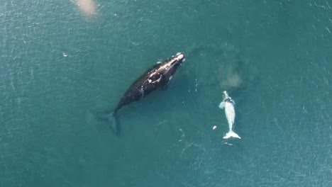 ballena bebé albina nadando cerca de la madre, disparo de drones, vista superior