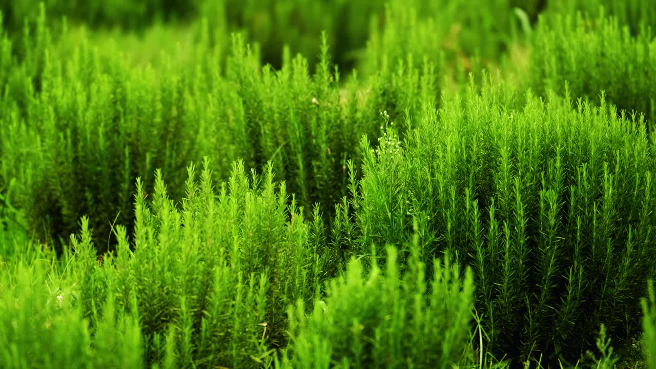 일반적으로 로즈마리로 알려진 salvia rosmarinus는 향기로운 상록수 바늘 모양의 잎과 흰색, 분홍색, 보라색 또는 파란색 꽃이 있는 관목으로 지중해 지역이 원산지입니다.