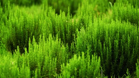 Salvia-rosmarinus,-commonly-known-as-rosemary,-is-a-shrub-with-fragrant,-evergreen,-needle-like-leaves-and-white,-pink,-purple,-or-blue-flowers,-native-to-the-Mediterranean-region