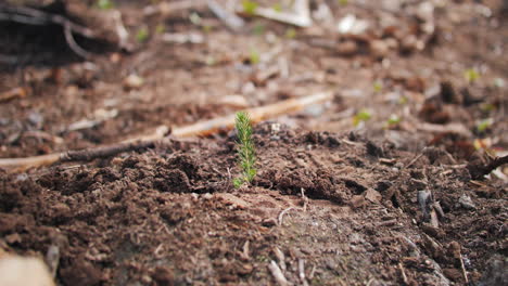 New-planted-pine-tree-needle-on-forest-soil