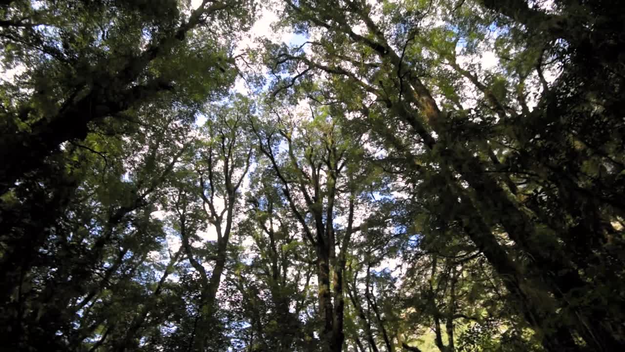 mirando hacia las copas de los árboles en un bosque natural de hayas en nueva zelanda