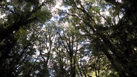 lookig towards the tree tops in a natural beech forest in new zealand