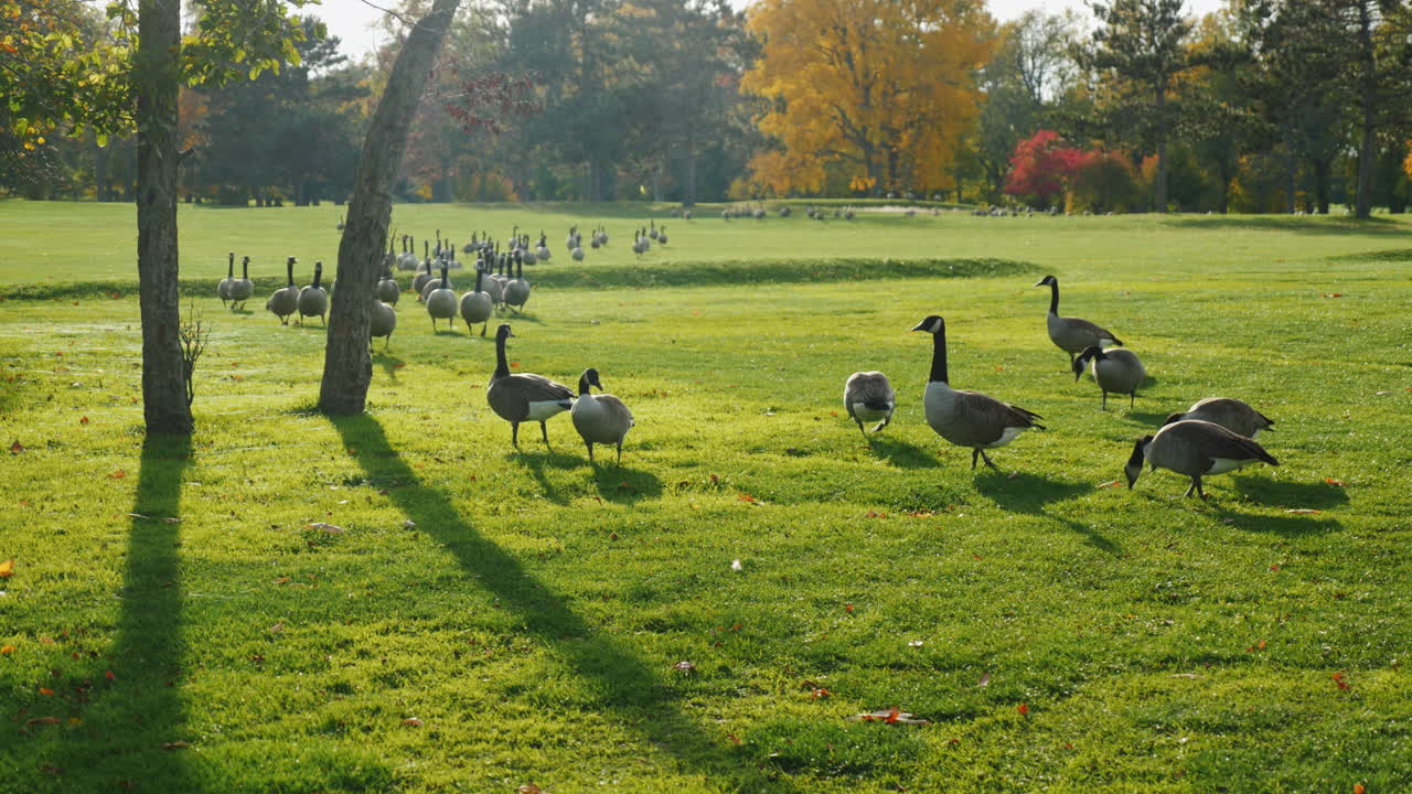 기러기 떼가 해질녘 푸른 초원을 걷고 있다 3