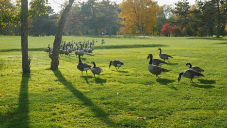 Ein-Schwarm-Gänse-Läuft-Bei-Sonnenuntergang-Auf-Einer-Grünen-Wiese-3