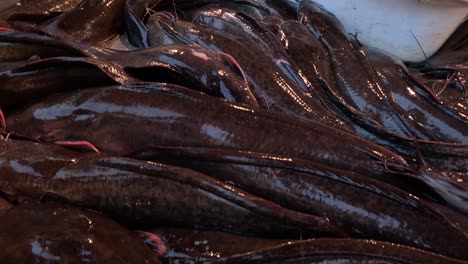 assorted fish on ice at seafood market