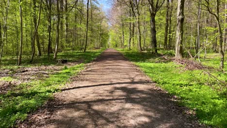 pov walking through green pine tree forest and empty dirt road in the nature during spring time in bavaria, germany