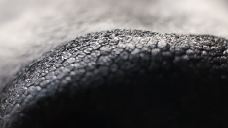 an adorable shot of a dog's nose - macro shot