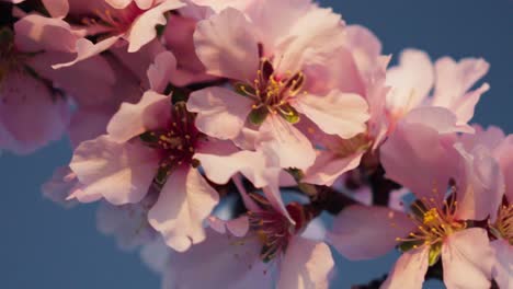 rosa blüte makrodetail von mandelblüten in langsamer bewegung