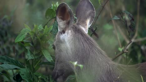 A-sambar-deer-eating-some-green-leaves-in-the-jungle-in-Chitwan-National-Park