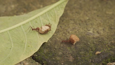 hormigas que luchan por llevar nueces