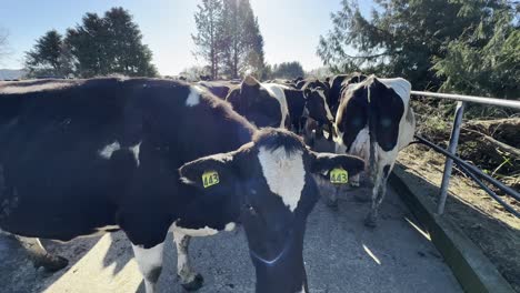 herd of fresian dairy cows, close up view walking towards cattle