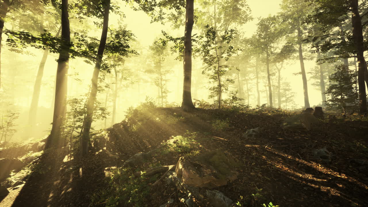 niebla brillante en el bosque por la noche
