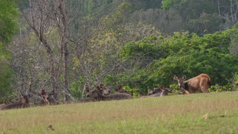 a doe standing on the right, they shake their heads together and look towards the camera in unison