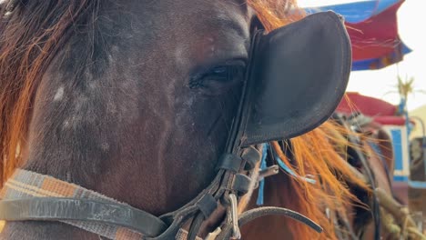 close-up of horse head with touristic carriage in background